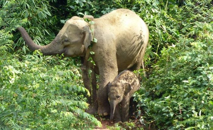 Gajah Asia betina berkerah dengan anak-anaknya di Belum-Temengor, Semenanjung Malaysia.