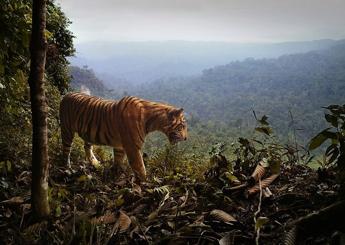 Harimau sumatra di tepi hutan. Hewan-hewan besar Asia menghadapi tren kepunahan.