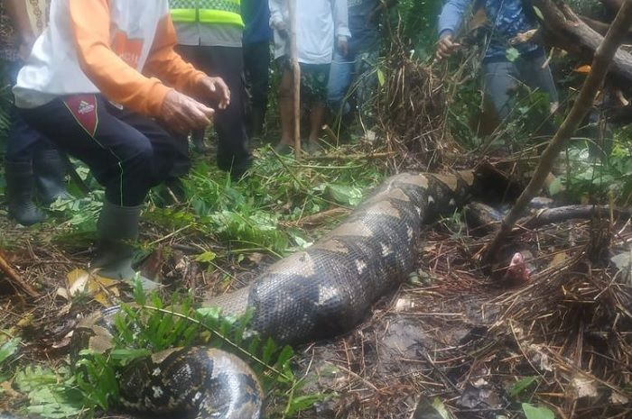 Ular Piton yang telan wanita penyadap karet di Jambi. 
