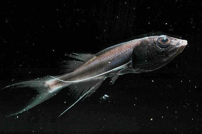 Seekor ikan bristlemouth dalam keluarga Gonostomatidae, di dunia hewan ikan ini termasuk ikan mesopelagik (ikan laut dalam) yang menjalani migrasi vertikal setiap hari.