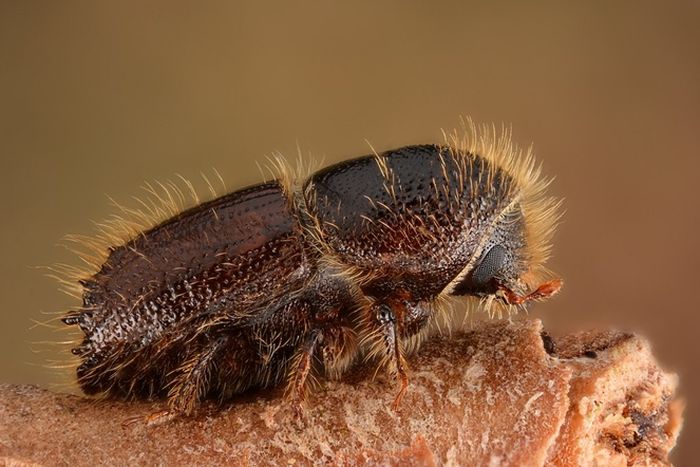Kumbang kulit pohon cemara Eropa betina (Ips typographus). Kumbang dewasa biasanya panjangnya 4,0-5,5 mm.
