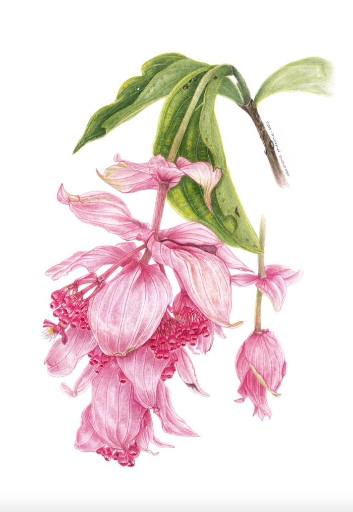 Alexandria Prietama, anggota Indonesian Society of Botanical Artist. Ally, sapaan akrabnya, telah mengikuti beberapa pameran di Indonesia dan Singapura. Lukisannya menggambarkan Magnifica medinilla, umumnya dikenal sebagai rose grape, spesies asli Filipina. Dia pertama kali menemukannya di Kebun Raya Bali dan langsung tertarik, karena merah muda adalah warna favoritnya. Tanaman ini adalah epifit dan dapat tumbuh setinggi tiga meter. Ally memilih menggunakan cat air untuk menangkap warna bunga yang transparan.