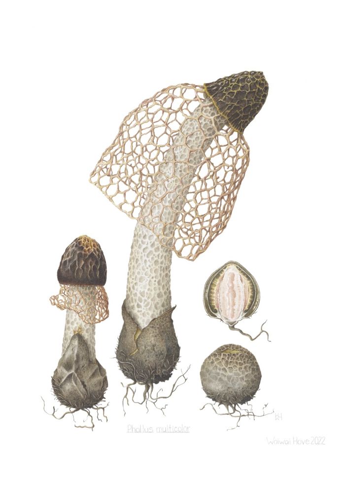 Phallus multicolor (Berk. & Broome) Cooke, karya Waiwai Hove.