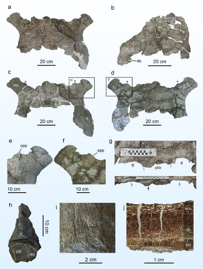 Fragmen fosil Leviathanochelys aenigmatica yang ditemukan di Pirenia, Eropa.