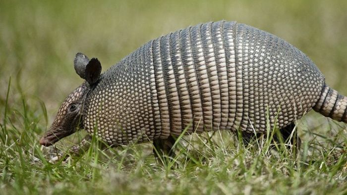 Armadillo adalah satu-satunya inang lain yang diketahui untuk bakteri kusta.