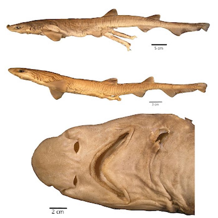 Galeus friedrichi.