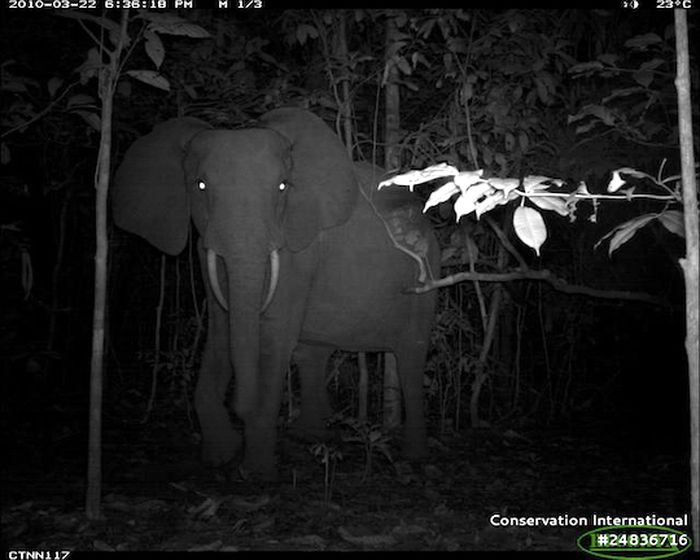 Kamera jebakan menangkap gambar aktivitas gajah liar di wilayah tropis.
