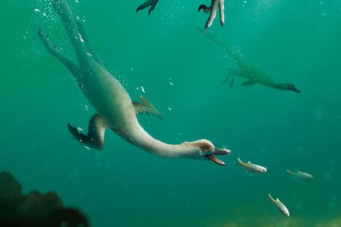 Natovenator polydontus memiliki kemampuan berenang dan menyelam.