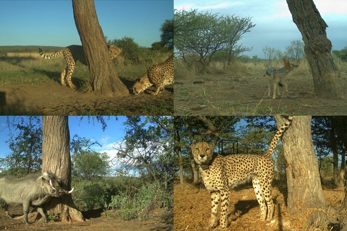 Beberapa foto kamera satwa liar yang ditempatkan oleh peneliti dunia hewan. Tampak berbagai spesies mengunjungi pohon penanda cheetah di Namibia.