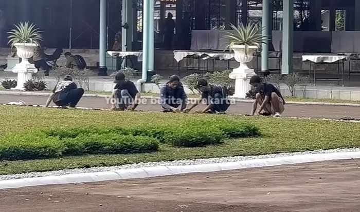 Rumput-rumput di area Pura Mangkunegaran di rapikan ulang jelang acara pernikahan Kaesang dan Erina.  