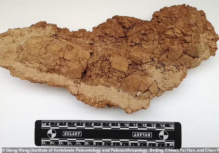 Para peneliti dari Chinese Academy of Sciences mempelajari lebih dari 1.000 fosil telur dan cangkang dinosaurus, dan mengklaim dalam sebuah makalah yang diterbitkan pada bulan September bahwa jumlah hewan sudah menurun ketika asteroid menyerang. Ini bertentangan dengan penelitian terbaru.