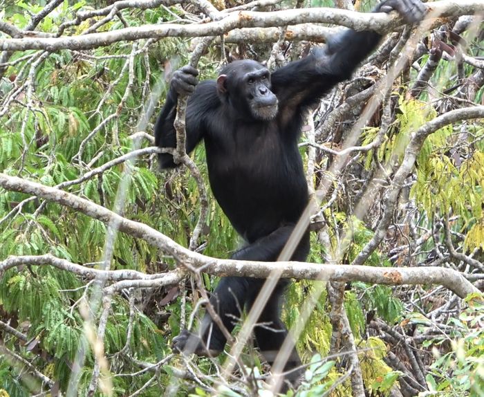 Simpanse jantan dewasa berjalan tegak untuk menavigasi cabang-cabang fleksibel di kanopi terbuka, ciri khas habitat sabana-mosaik Lembah Issa. Meskipun habitatnya terbuka dan kering, simpanse di Issa tetap sangat arboreal dan tidak berjalan di tanah lebih dari simpanse yang hidup di hutan tropis, temuan yang mendukung berjalan tegak berkembang di pepohonan, bukan di tanah pada nenek moyang awal kita.