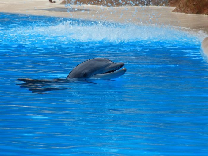 Di Samudra Pasifik bagian timur, tiga bentuk berbeda dari lumba-lumba hidung botol umum (Tursiops truncatus) telah diidentifikasi.