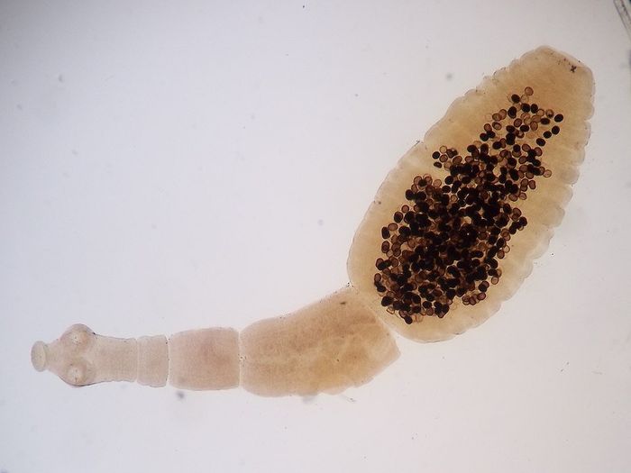 Cacing pita Echinococcus granulosus menjadi penyebab penyakit zoonosis cacing anjing atau echinococcus anjing. Penyakit ini bisa mengancam manusia jika pengendalian cacing pada anjing di peternakan tidak dikendalikan.