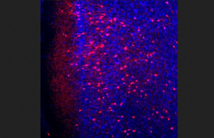 Gambar menunjukkan neuron memori rasa takut (merah) di antara semua neuron korteks prefrontal (biru).
