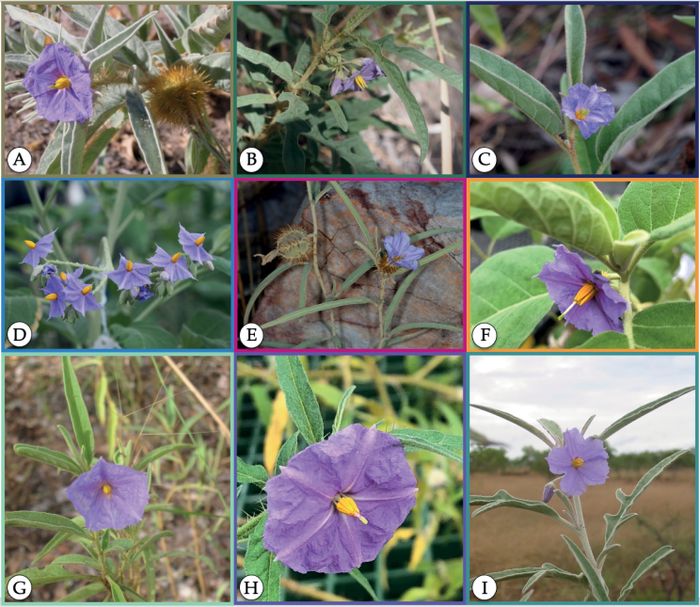 Perbungaan Solanum scalarium.