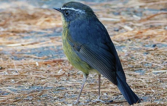 Burung robin semak Taiwan (Tarsiger formosanus)