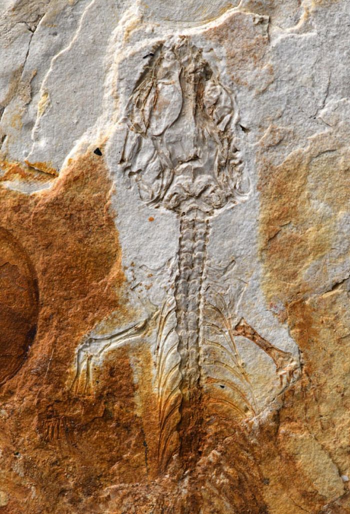 Holotipe dari Moqisaurus pulchrum, kadal yang hidup di zaman dinosaurus.