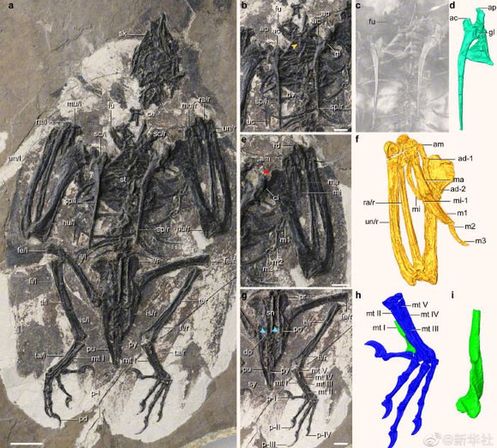 Holotipe Cratonavis zhui.