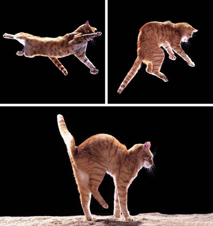 Kucing memiliki keseimbangan yang unik.