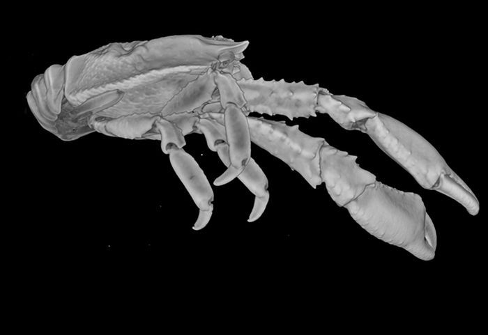 Rekonstruksi 3D holotipe spesies baru Munidopsis girguisi.