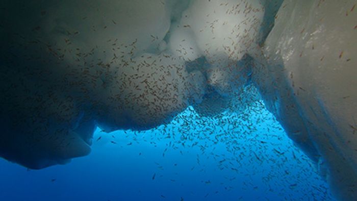 Krill remaja memakan ganggang yang tumbuh di es laut dan juga bergantung pada es untuk berlindung.