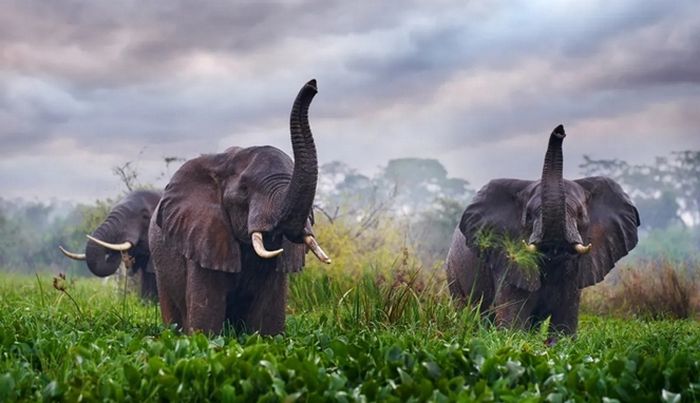 Gajah bepergian sebagai kelompok keluarga diidentifikasi dari udara, dan bergerak sebagai unit sosial.