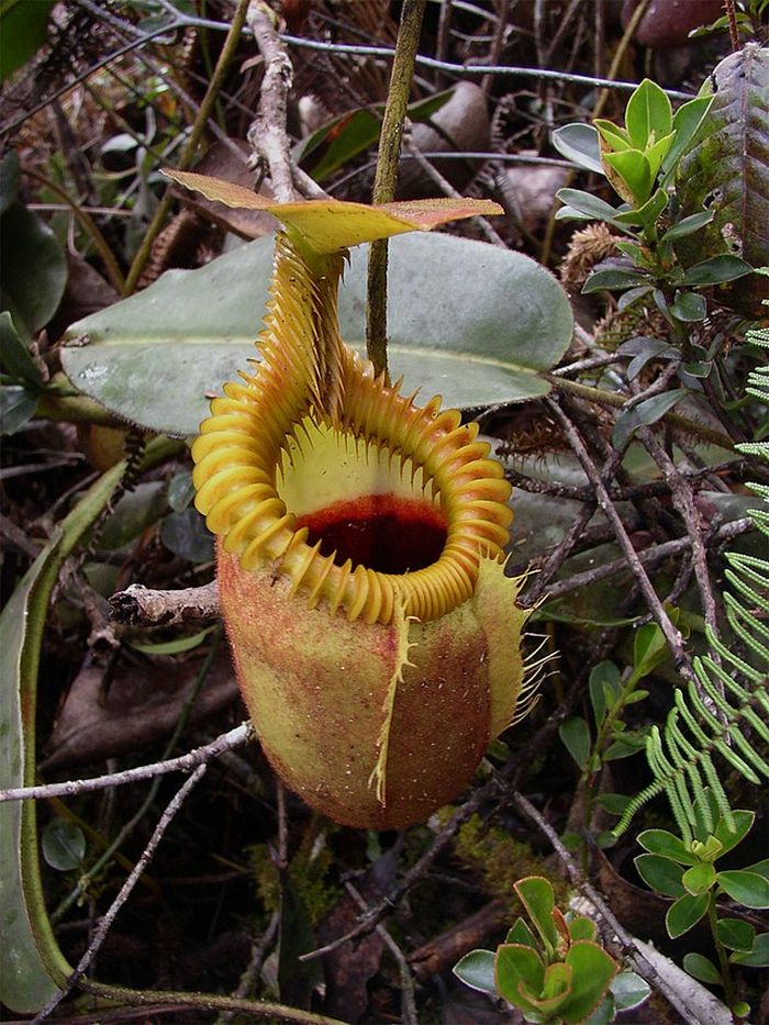 Tanaman karnivora berevolusi karena mangsa serangga langka di puncak tropis di atas 2.200 m.