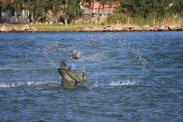 Penangkapan ikan kooperatif tradisional antara lumba-lumba hidung botol Lahille dan nelayan penangkap jaring artisanal di Laguna, Brasilia.