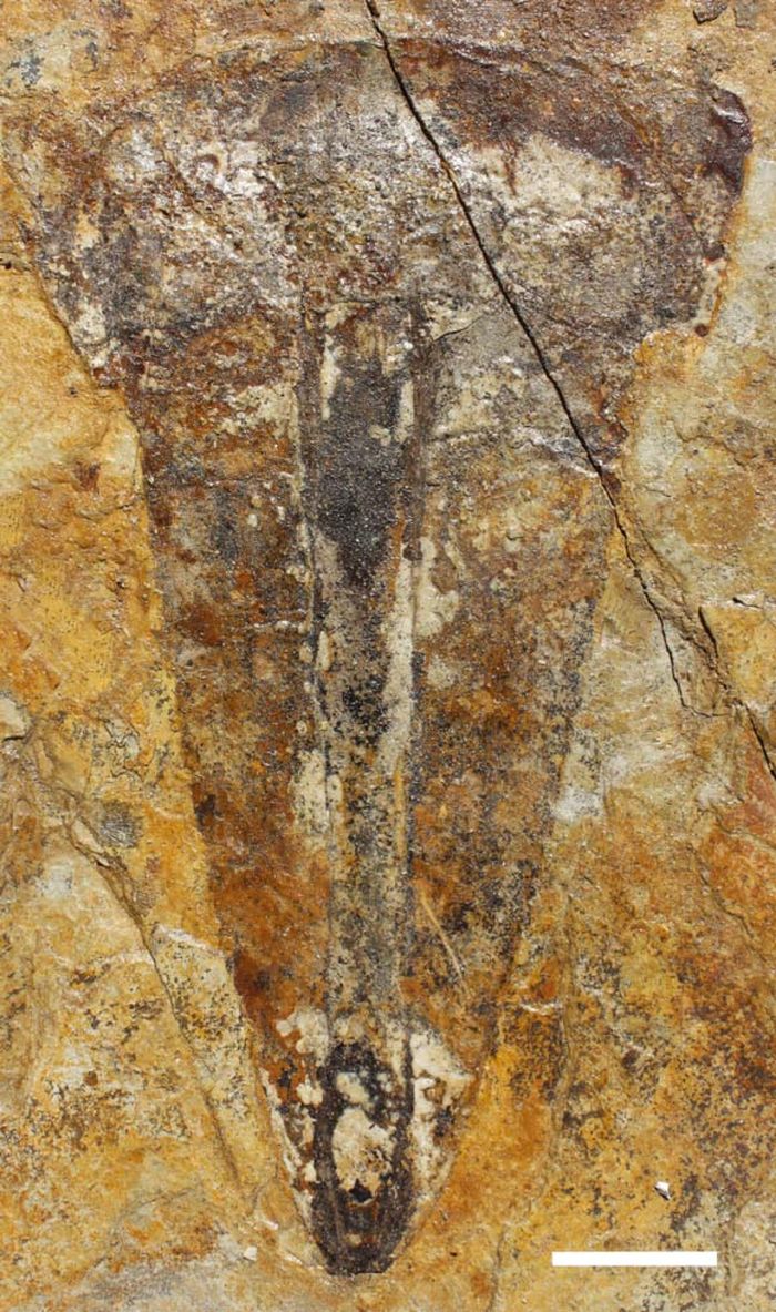 Spesimen holotipe (bagian) dari Hibbertopterus lamsdelli. Skala bar - 4 cm.