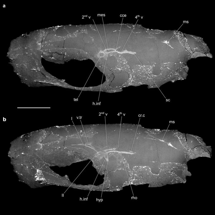 CT scan tengkorak Coccocephalus wildi, menunjukkan fosil otak dan struktur terkait.