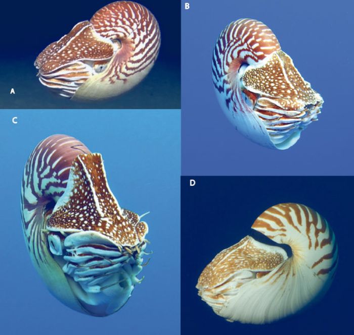 Foto bawah air Nautilus samoaensis (A dan B), Nautilus vanuatuensis (C), dan Nautilus vitiensis (D).