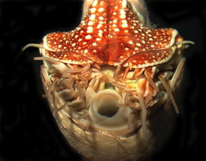 Nautilus berenang menggunakan semacam jet propulsion, mengeluarkan air dari rongga mantel mereka melalui pipa yang terletak di dekat kepala mereka.