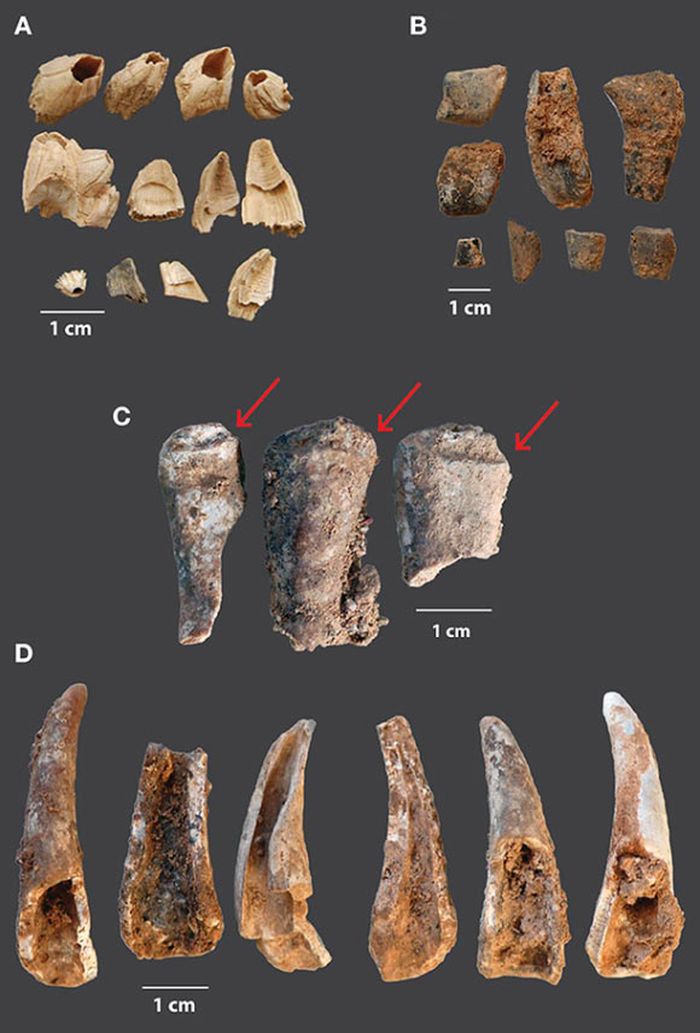 Sisa-sisa tulang dan cangkang fauna laut yang ditemukan di gua Neanderthal.