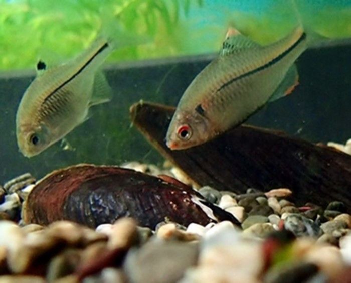R.a. suigensis adalah spesies terancam punah yang menghadapi kepunahan lokal di habitat aslinya di Jepang.
