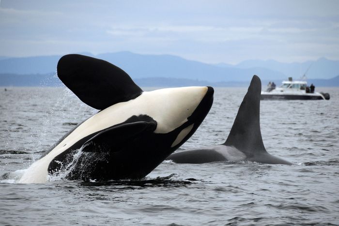 Nenek Orca sering memimpin kelompok mereka.