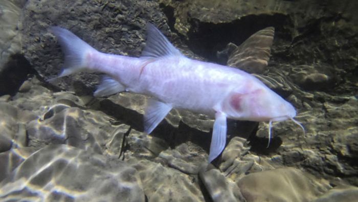Neolissochilus pnar tumbuh hingga lebih dari 400 mm dan merupakan ikan gua terbesar di dunia..