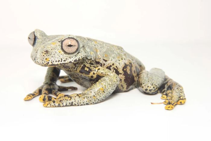 Spesies baru katak ini memiliki warna yang menakjubkan.