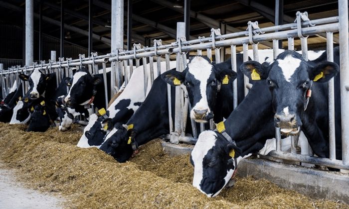 Sapi menghasilkan emisi metana, yang mempercepat perubahan iklim.