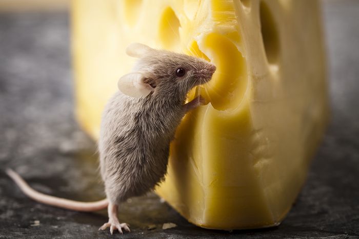 Little mouse and cheeApakah tikus lebih suka makan keju daripada makanan lain?se