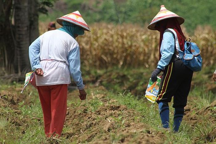 Wanita dan Pemuda di masyarakat petani Sulawesi lebih dapat meyakinkan orang lain dibandingkan laki-laki yang lebih tua.