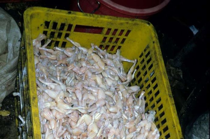 Kaki-kaki katak di pengepul katak skala besar di Sumatra Utara, Indonesia. Katak ini ditangkap lalu dipotong kakinya dan diolah untuk makanan yang diekspor ke Uni eropa.