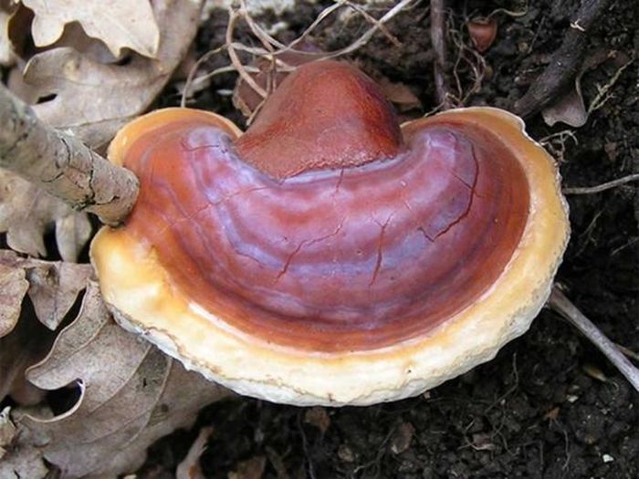 Jamur Lingzhi atau Reishi.