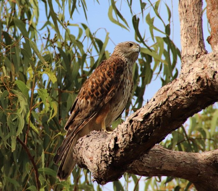 Peneliti menganalisis 40 tahun penampakan oleh ilmuwan warga untuk mengungkap tentang tren populasi Red Goshawk atau elang alap merah.