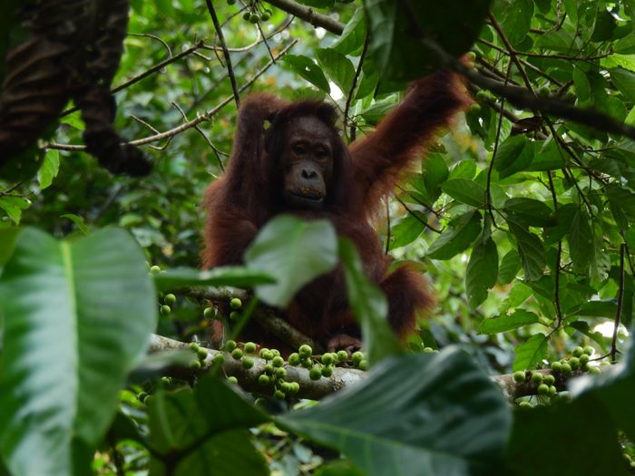 Orang utan dan kera besar lainnya juga punya kecenderungan untuk bermain-main dengan pikirannya.
