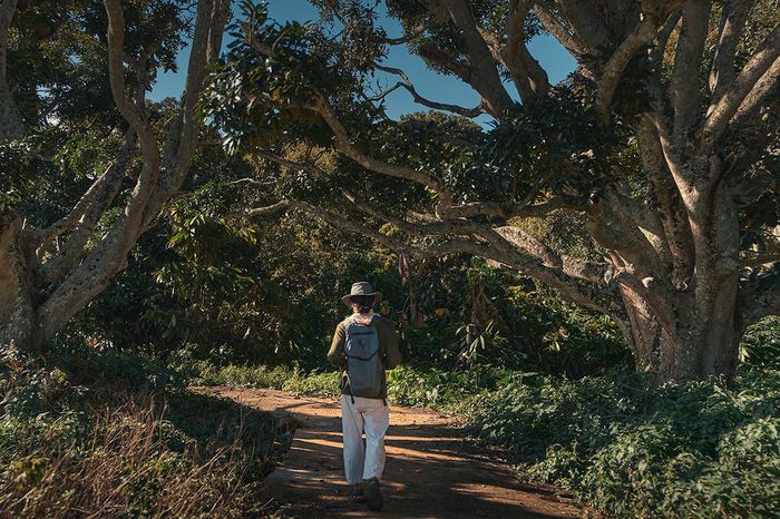Hutan Sampuran yang teduh oleh pohon mangga, menjadi salah satu destinasi terbaik saat berkunjung ke Pulau Sibandang. Wisatawan akan disambut oleh pohon berusia ratusan tahun yang gagah menjulang.