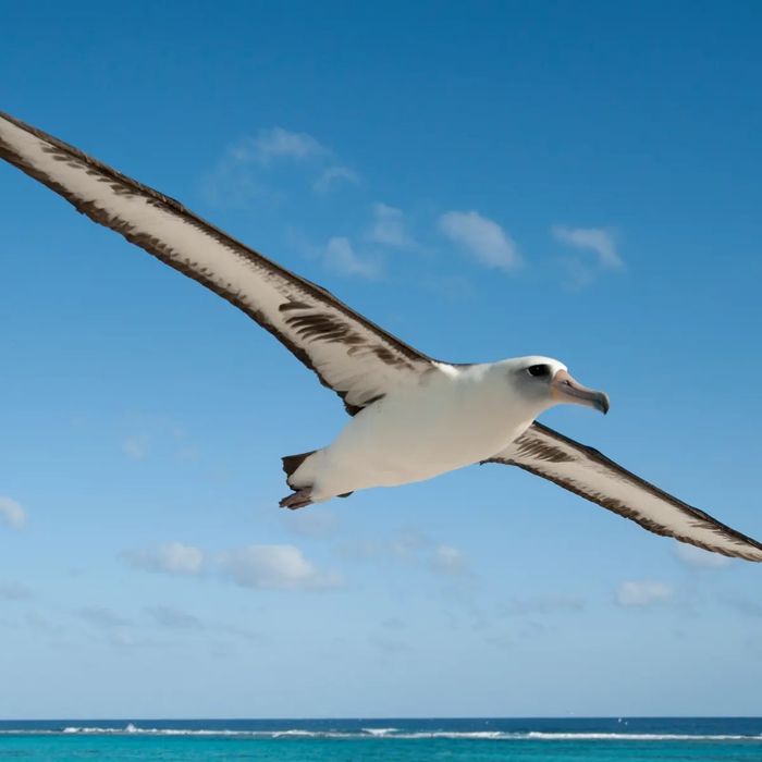 Burung albatros dapat terbang lebih cepat dari angin.