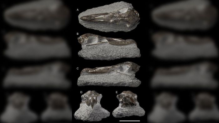 Fragmen dari tengkorak fosil dari raksasa Petrel yang baru dijelaskan, Macronectes Tinae (skala bar = 5 cm).
