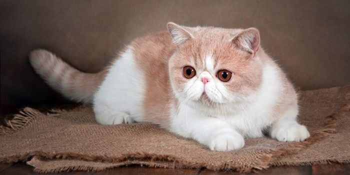 Manusia telah dari generasi ke generasi mengembangbiakkan kucing secara selektif.