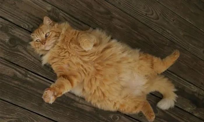 Kucing bukannya ingin bersikap egois, tapi para kucing hanya tidak kompeten